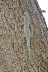 Phelsuma mutabilis