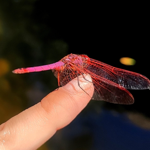 Violet Dropwing