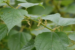 Boehmeria nivea, photograph (c) WATANABE Hitoshi 渡辺仁, some rights reserved (CC BY)