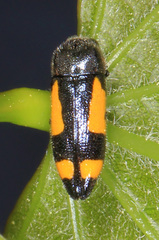 Ptosima gibbicollis