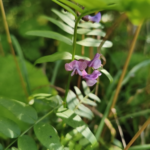Bush Vetch