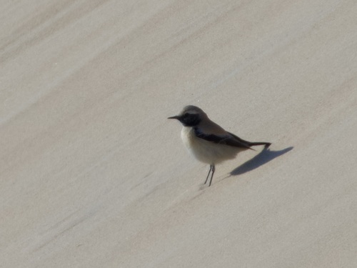 Desert Wheatear