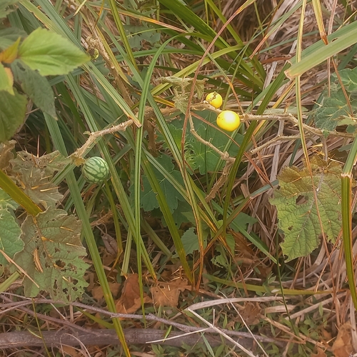 Solanum viarum, photograph 1