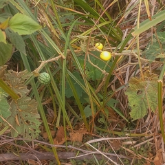 Solanum viarum, photograph (c) Ramnarayan K, some rights reserved (CC BY)