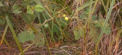 Solanum viarum, photograph 2