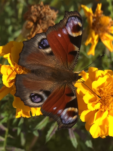 European Peacock Butterfly