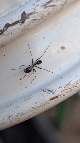 Cataglyphis iberica