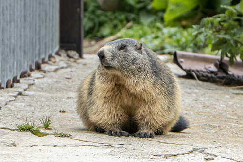 Alpine Marmot