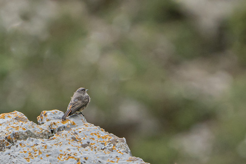 Black Redstart