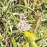 Painted Lady