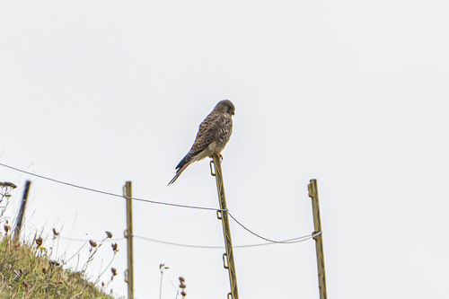 Eurasian Kestrel