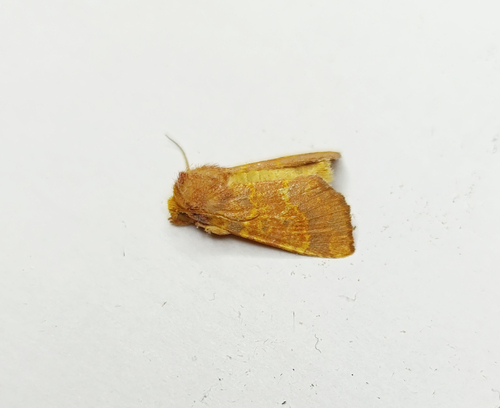 Barred Sallow