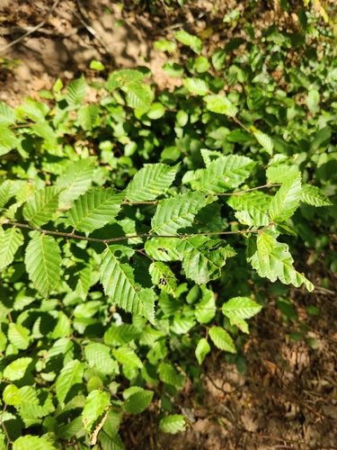 European Hornbeam