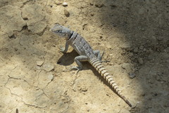 Oplurus cyclurus