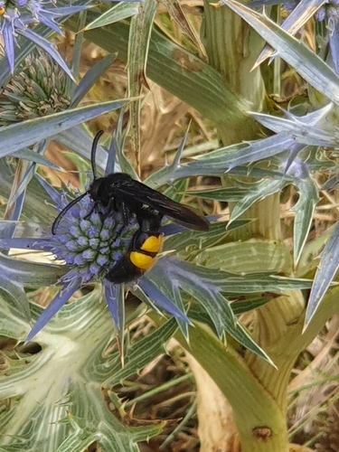 Scolia hirta
