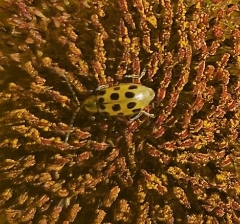 Spotted Cucumber Beetle