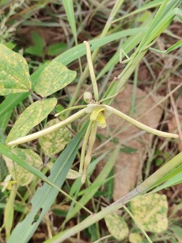 Vigna radiata observed 2026-09-12