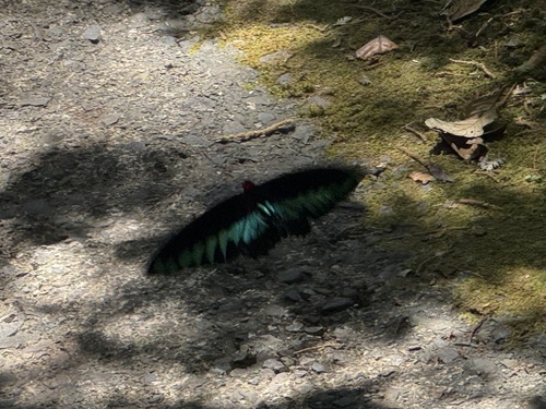 Rajah Brooke's Birdwing