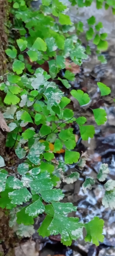 black maidenhair fern
