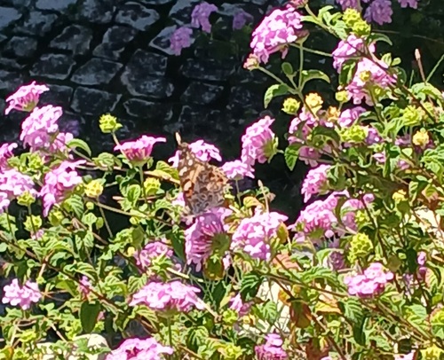 Painted Lady