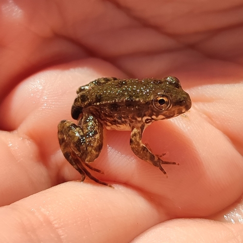 Iberian Green Frog