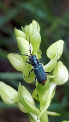Malachius australis
