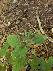 Clinopodium grandiflorum