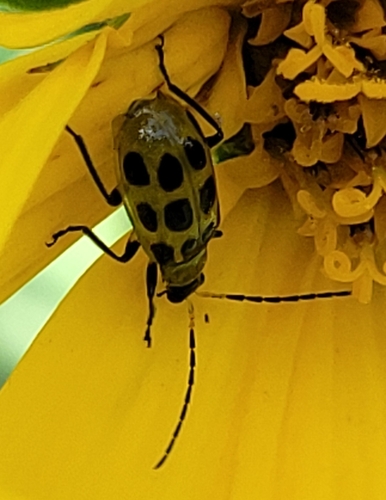 Spotted Cucumber Beetle