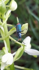 Malachius australis