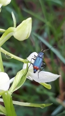 Malachius australis