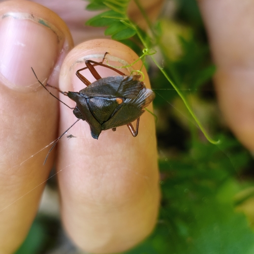 Forest Bug