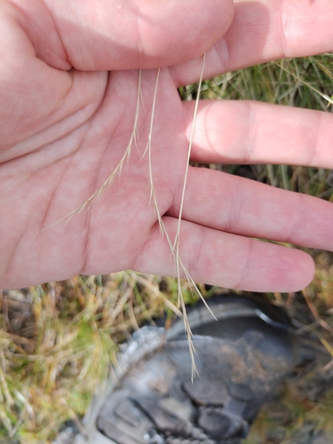 Nardus stricta, photograph 2