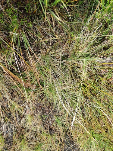 Nardus stricta, photograph 3