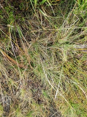 Nardus stricta, photograph (c) James Cunningham, some rights reserved (CC BY)