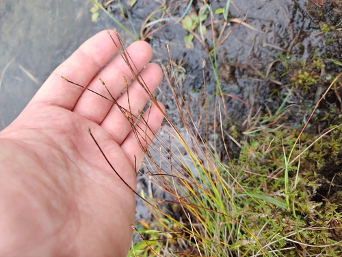 Trichophorum cespitosum, photograph 5