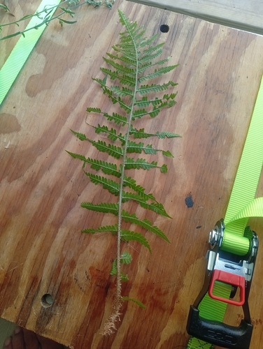 male fern
