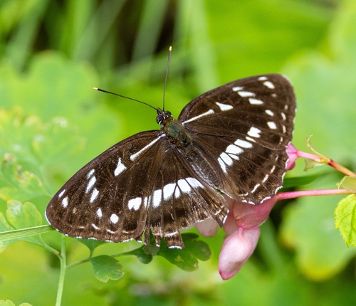 Limenitis helmanni