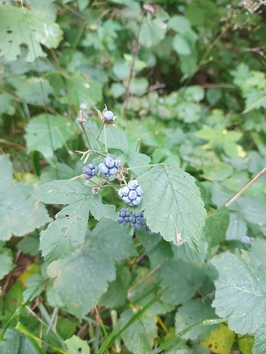 European dewberry