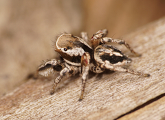 Habronattus formosus
