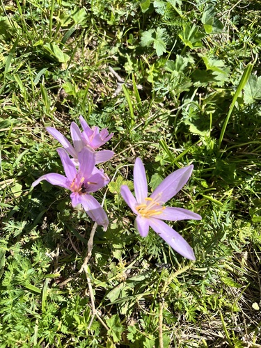 Autumn Crocus