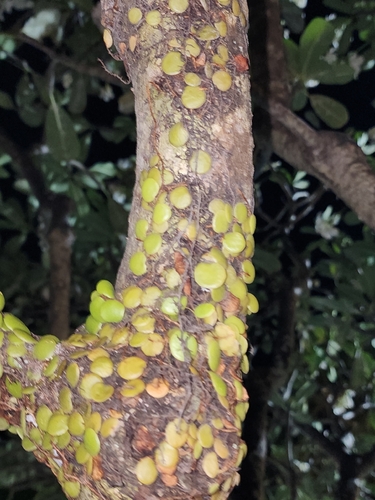 Pyrrosia piloselloides, photograph 3