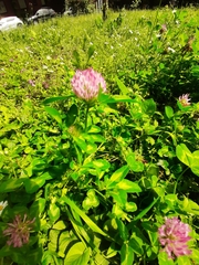 Trifolium pratense