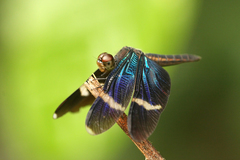 Zenithoptera fasciata