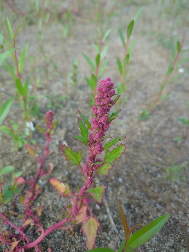red pigweed