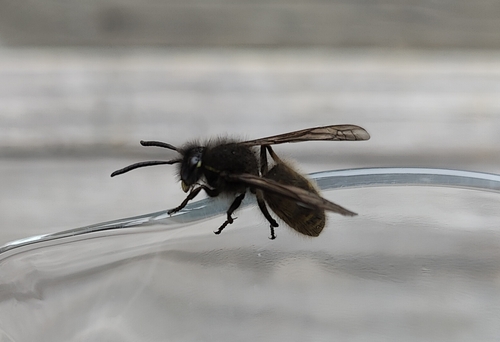 Common European Yellowjacket