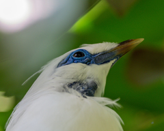 Leucopsar rothschildi