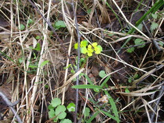 Chrysosplenium serreanum