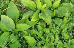 (c) Виктория Билоус, some rights reserved (CC BY) Pulmonaria mollis, photograph (c) Виктория Билоус, some rights reserved (CC BY)