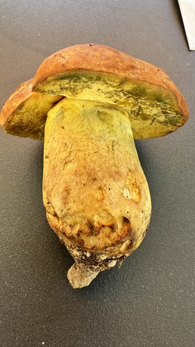 Butyriboletus subappendiculatus