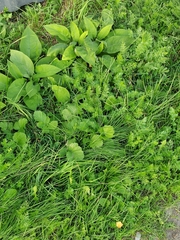 (c) Виктория Билоус, some rights reserved (CC BY) Pulmonaria mollis, photograph (c) Виктория Билоус, some rights reserved (CC BY)